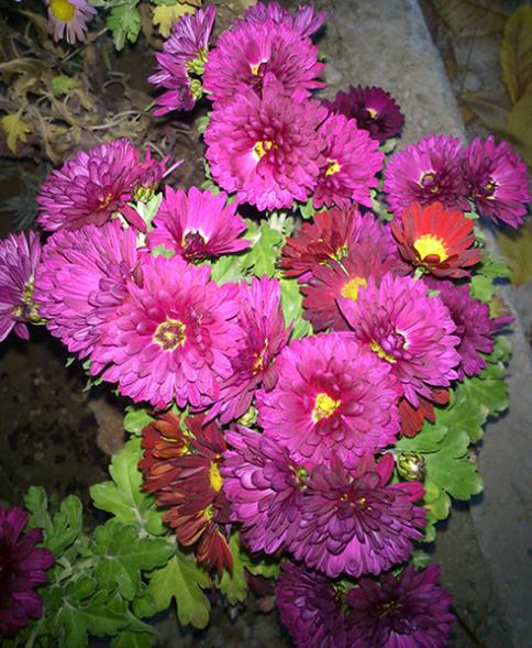 Name:  kasimpati.jpg
Views: 2562
Size:  65.8 KB
