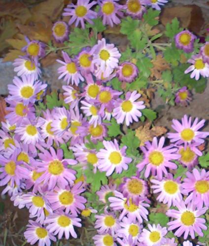 Name:  pembe_kasimpati.jpg
Views: 2255
Size:  45.2 KB