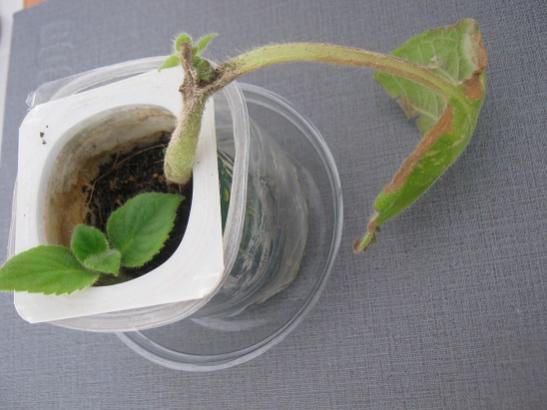 Name:  kohleria.jpg
Views: 2499
Size:  29.5 KB
