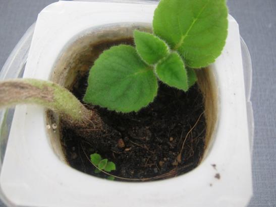 Name:  kohleria1.jpg
Views: 2270
Size:  23.7 KB