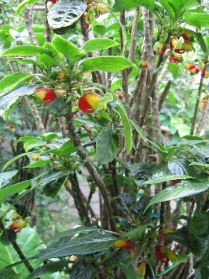 Name:  Impatiens niamniamensis[Papagan gagasi] 008.jpg
Views: 3584
Size:  66.8 KB