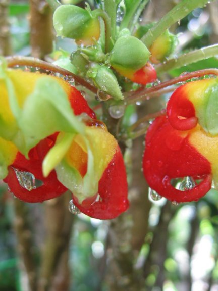 Name:  Impatiens niamniamensis[Papagan gagasi] 004.jpg
Views: 5529
Size:  44.1 KB