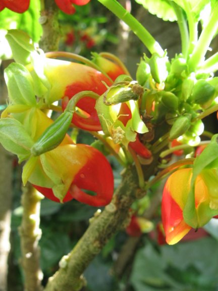 Name:  Impatiens niamniamensis[Papagan gagasi] 005.jpg
Views: 4268
Size:  47.6 KB