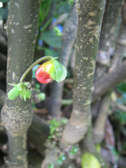 Name:  Impatiens niamniamensis[Papagan gagasi] 007.jpg
Views: 3063
Size:  39.3 KB