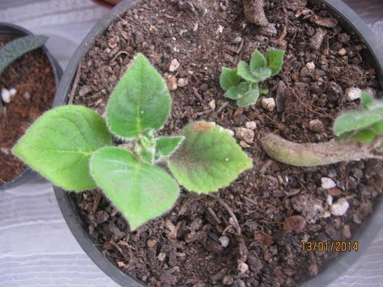 Name:  kohleria.jpg
Views: 2101
Size:  48.1 KB
