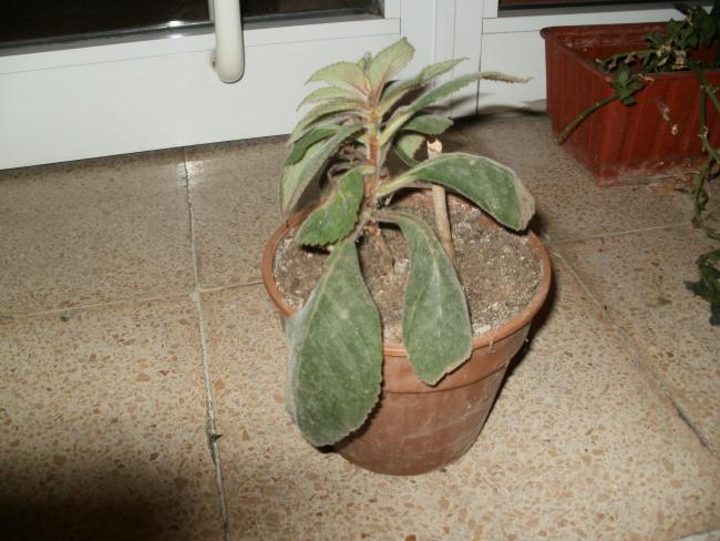 Name:  P1010102a.jpg
Views: 1799
Size:  49.9 KB