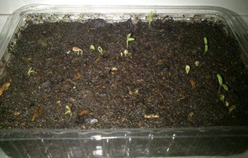 Name:  kasimpati_tohumu.jpg
Views: 2112
Size:  32.3 KB