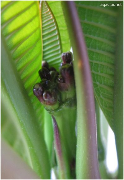 Name:  plumeria_cicek.jpg
Views: 784
Size:  53.3 KB