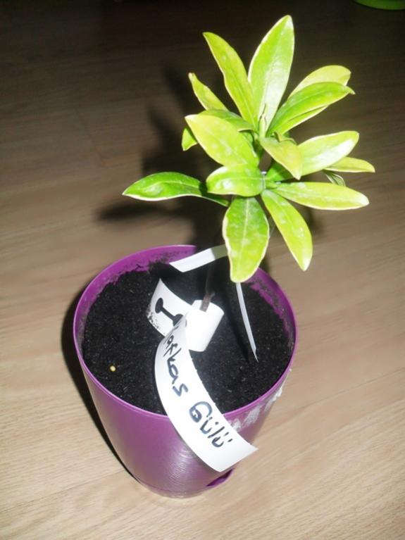 Name:  Kafkas Gl_1.jpg
Views: 3730
Size:  46.1 KB