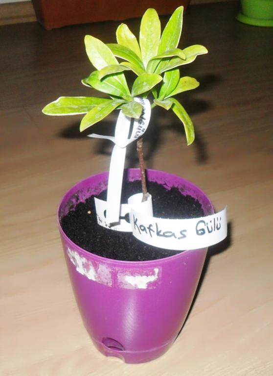 Name:  Kafkas Gl_2.jpg
Views: 3608
Size:  40.7 KB