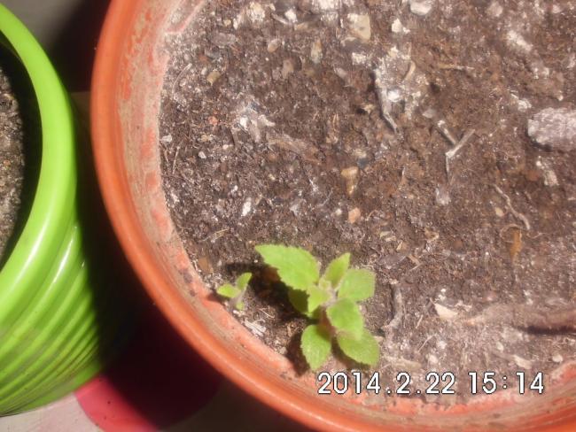 Name:  CIMG5040.jpg
Views: 1499
Size:  60.9 KB