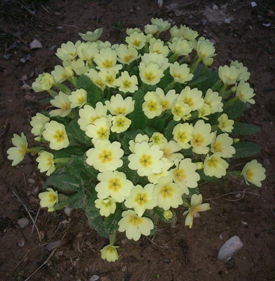 Name:  sari_cuha_cicegi.jpg
Views: 1295
Size:  54.9 KB