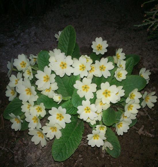 Name:  cuha_cicegi.jpg
Views: 1291
Size:  51.0 KB