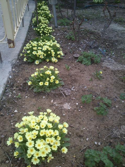 Name:  cuha_cicekleri.jpg
Views: 1239
Size:  70.8 KB