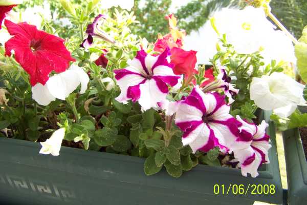 Name:  100_2418.jpg
Views: 2311
Size:  55.5 KB