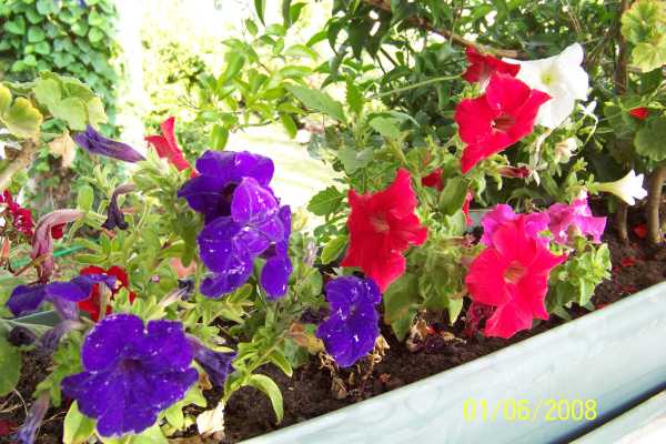 Name:  100_2423.jpg
Views: 2370
Size:  65.7 KB