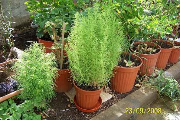 Name:  100_3006.jpg
Views: 18756
Size:  73.2 KB