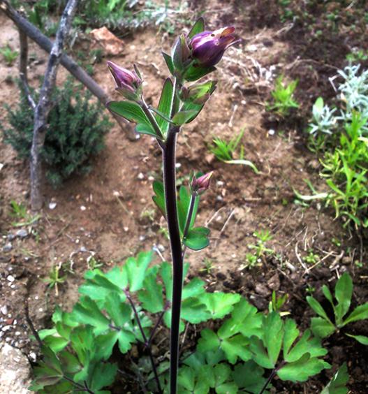 Name:  haseki_kupesi_tomurcuk.jpg
Views: 1603
Size:  68.5 KB