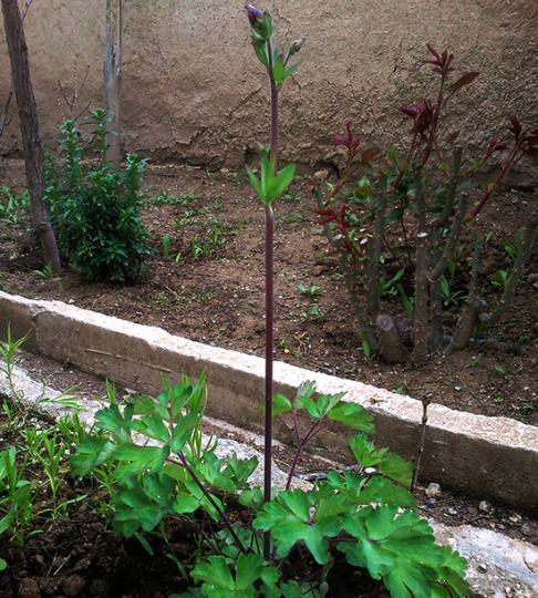 Name:  haseki_kupesi_tomurcuk_sapi.jpg
Views: 1355
Size:  70.7 KB