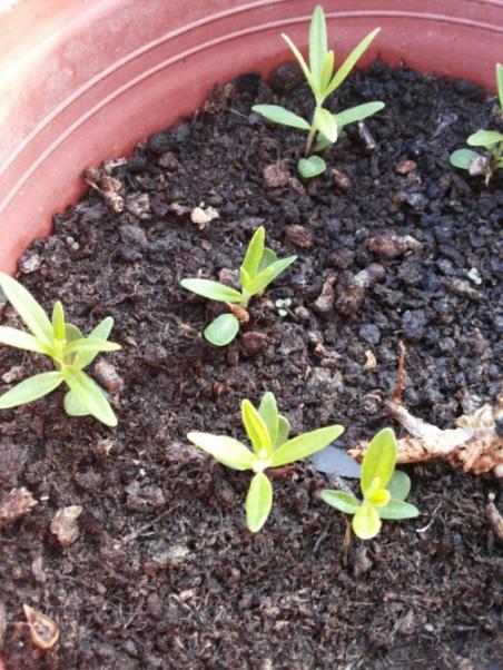 Name:  Asclepias tuberosa seedlings.jpg
Views: 502
Size:  65.3 KB