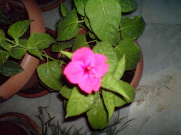 Name:  DSC01547.jpg
Views: 4134
Size:  32.6 KB