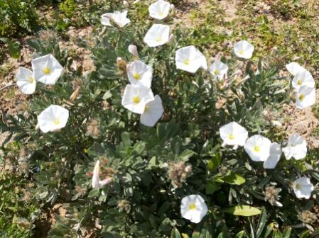 Name:  Convolvulus cneorum.jpg
Views: 1383
Size:  45.6 KB