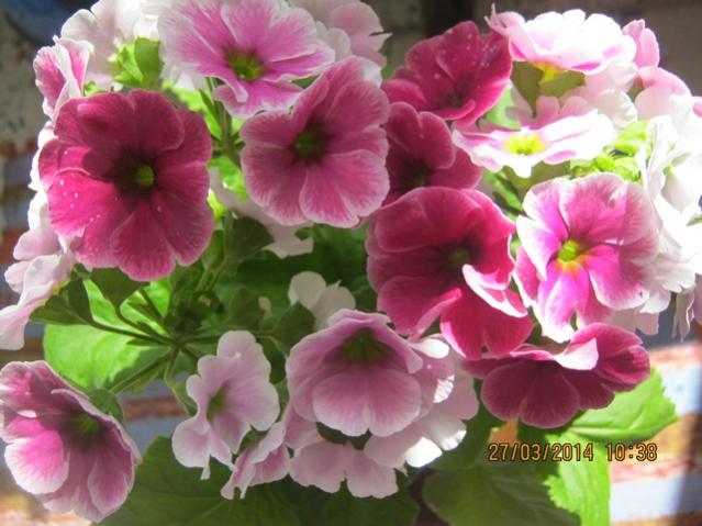 Name:  152.jpg
Views: 1809
Size:  47.8 KB