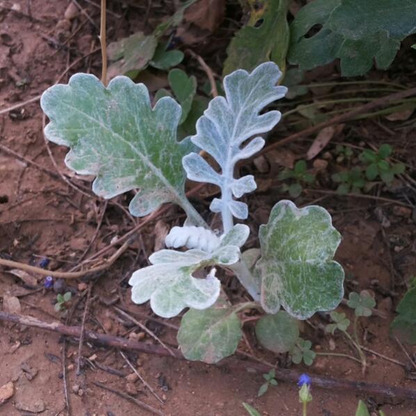 Name:  Self-sown seedling.jpg
Views: 5618
Size:  59.4 KB