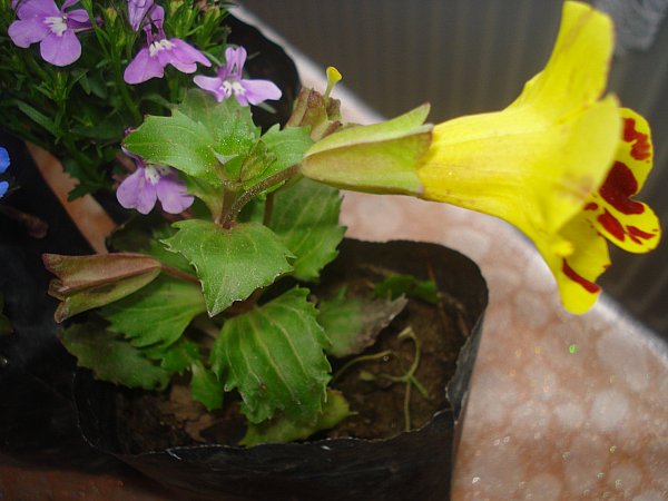 Name:  DSC05287.jpg
Views: 1152
Size:  50.3 KB