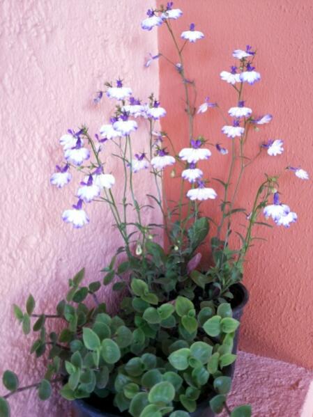 Name:  Bicolor lobelia.jpg
Views: 1083
Size:  42.8 KB
