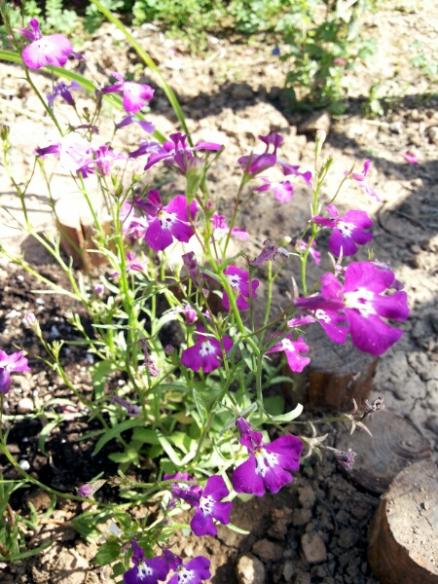 Name:  Lobelia.jpg
Views: 1102
Size:  64.6 KB