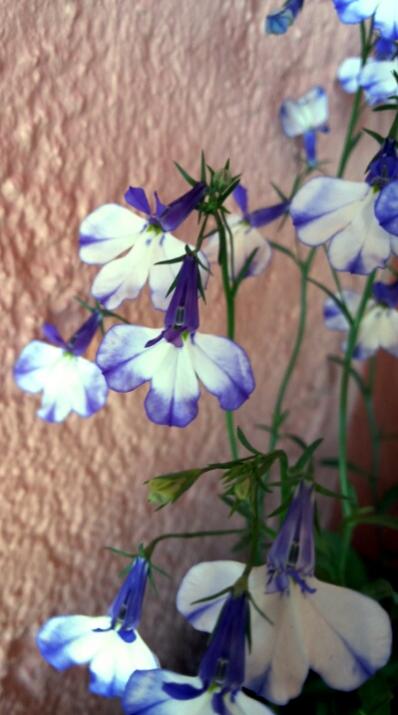 Name:  Closer look to lobelia flowers.jpg
Views: 1123
Size:  38.5 KB