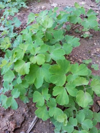 Name:  Columbine .jpg
Views: 1237
Size:  34.4 KB