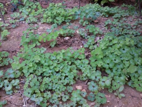 Name:  Columbine seedlings.jpg
Views: 1190
Size:  44.6 KB