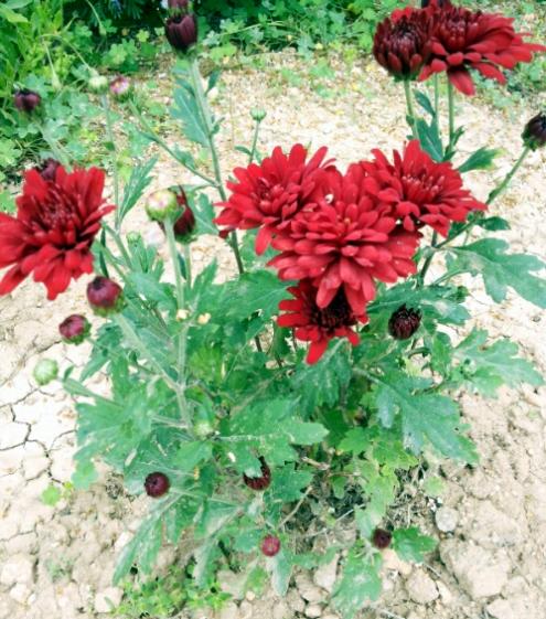 Name:  Chrysanthemum .jpg
Views: 1592
Size:  67.0 KB