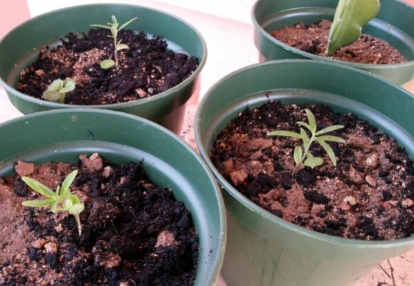 Name:  Newly potted seedlings.jpg
Views: 397
Size:  46.9 KB