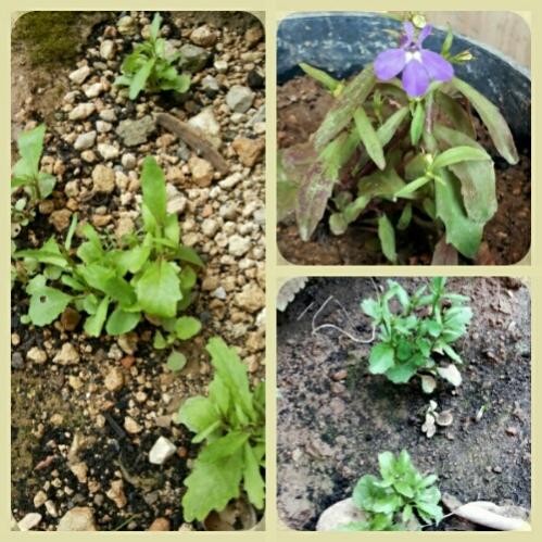 Name:  Lobelia freely germinating seedlings.jpg
Views: 1008
Size:  60.6 KB