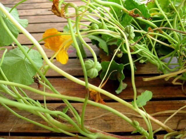 Name:  Nasturtium Seeds on Plant II.jpg
Views: 2570
Size:  62.5 KB