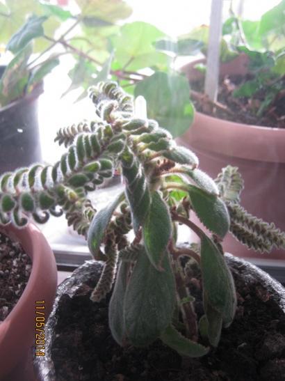 Name:  kohleria.jpg
Views: 1984
Size:  33.9 KB