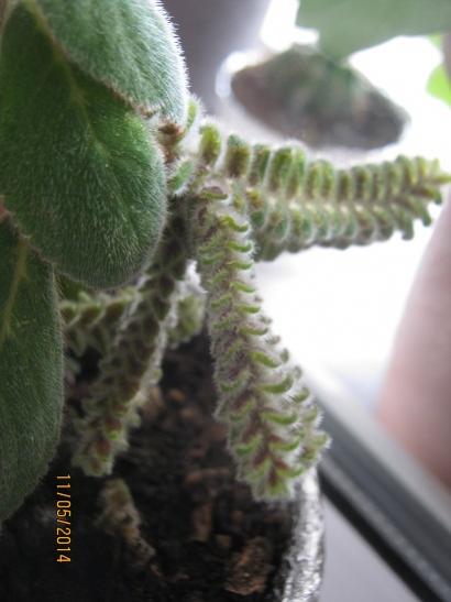 Name:  kohleria1.jpg
Views: 2064
Size:  27.4 KB