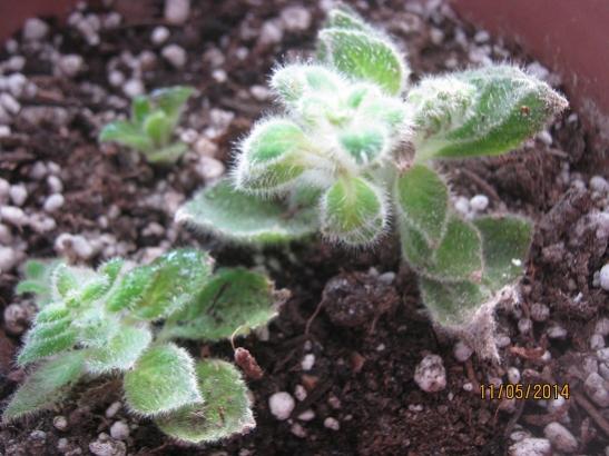Name:  kohleria elikten.jpg
Views: 1936
Size:  41.7 KB