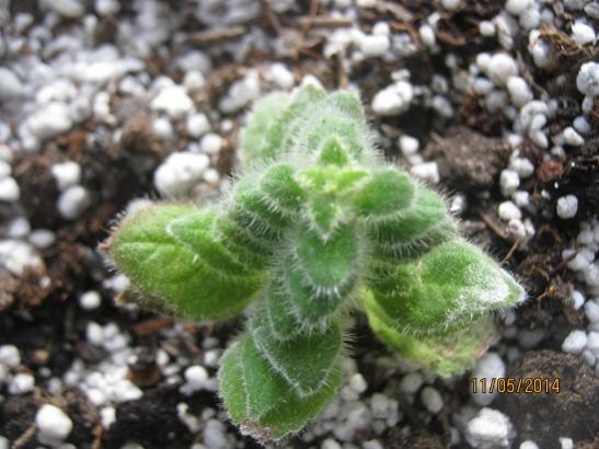 Name:  kohleria rizomdan.jpg
Views: 1881
Size:  41.1 KB