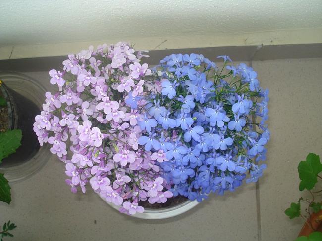 Name:  DSC06551.jpg
Views: 1092
Size:  52.8 KB