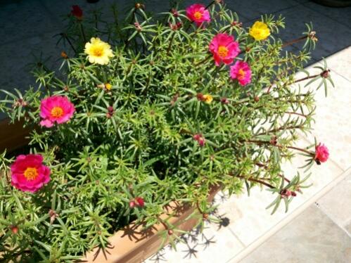 Name:  Portulaca grandiflora.jpg
Views: 2025
Size:  50.2 KB