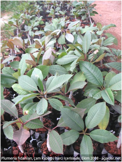 Name:  plumeria4.jpg
Views: 725
Size:  58.0 KB