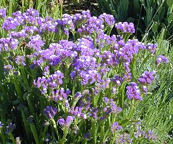 Name:  limsinuatablue1.jpg
Views: 16725
Size:  24.7 KB