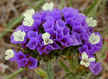 Name:  limsinuatablueflowerclose1.jpg
Views: 17429
Size:  47.7 KB