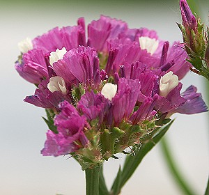 Name:  limsinuatumroseflower.jpg
Views: 32168
Size:  69.7 KB