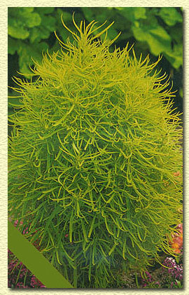 Name:  20071118-kochia.jpg
Views: 13058
Size:  62.8 KB