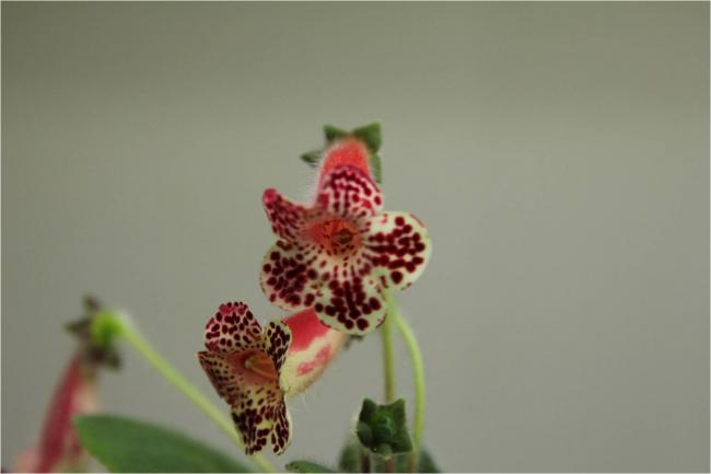 Name:  k1.jpg
Views: 3016
Size:  18.6 KB